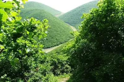 املش